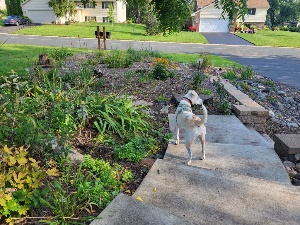 A dog stands next to a rain garden and native perennial plantings designed for easy use and enjoyment.