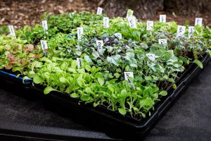 A variety of lettuce seedlings in a plastic tray showing how new plants can be started indoors to be transplanted when the time is right